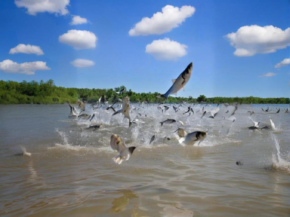 如何鑒別水產品中是否含有甲醛？