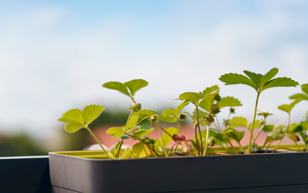 想要選擇高性價(jià)比的土壤養(yǎng)分檢測(cè)儀器?不妨看看這篇解析