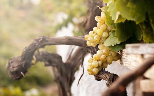 含有農藥殘留的農產品能不能吃?農藥殘留是否超標如何確定? 含有農藥殘留的農產品能不能吃?農藥殘留是否超標如何確定?