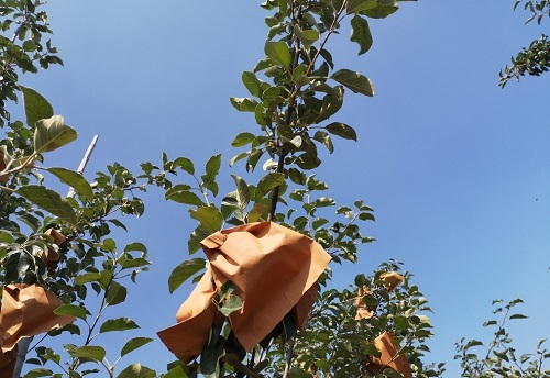 果蔬套袋對農殘有影響嗎?用農藥殘留速測儀一測便知