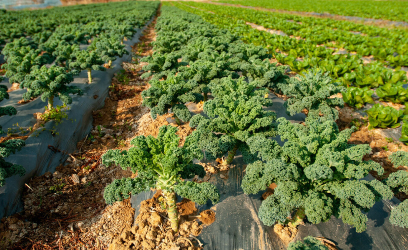 專業(yè)級測定!肥料養(yǎng)分含量測定儀幫您分析土壤和肥料中的養(yǎng)分含量