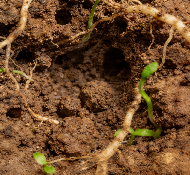 土壤碳通量測定儀:土壤呼吸研究的必備儀器